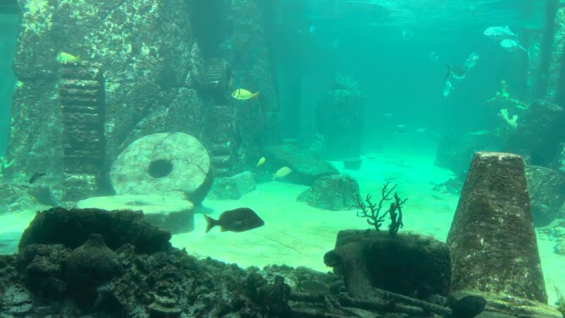 The Dig Aquariums in Atlantis Bahamas